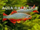 Aqua-galactica