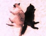 Кошка чернуха и кот беляшик 