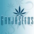 Ganja seeds   