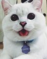 Котоблог